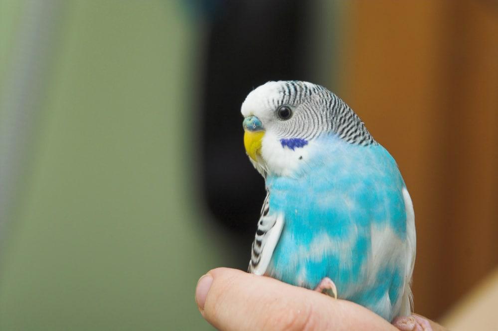 Wellensittich auf der Hand mit sichtbarer Kralle als Symbolbild für den Beitrag: Wellensittich Krallen schneiden
