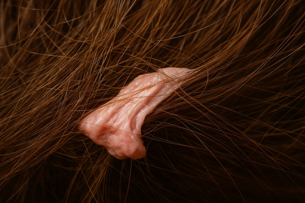 Großaufnahme: Kaugummi in den Haaren.